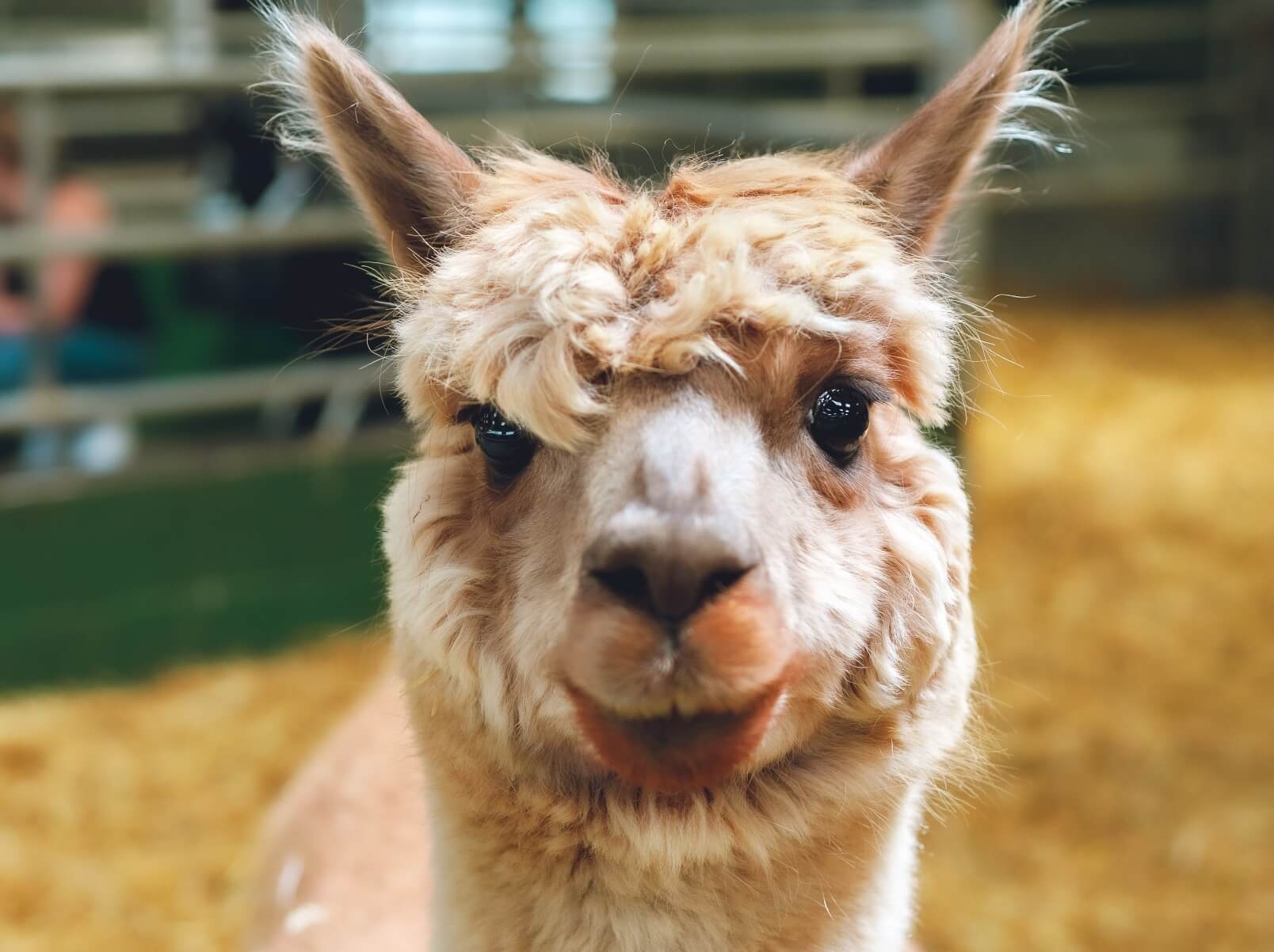 Alpaca