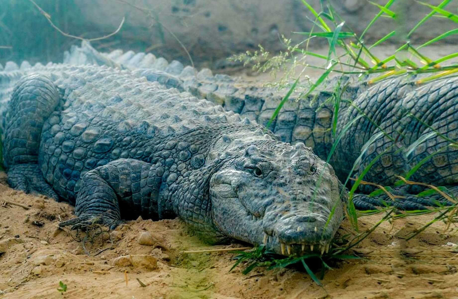 Nile Crocodile