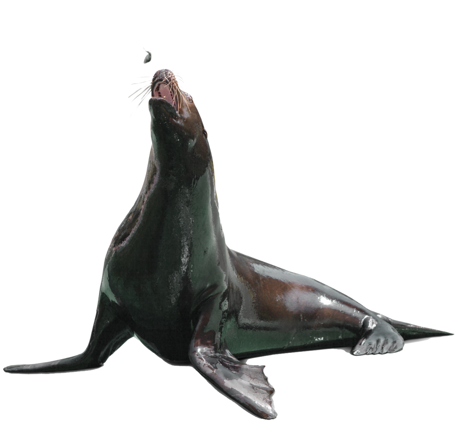 Sealion