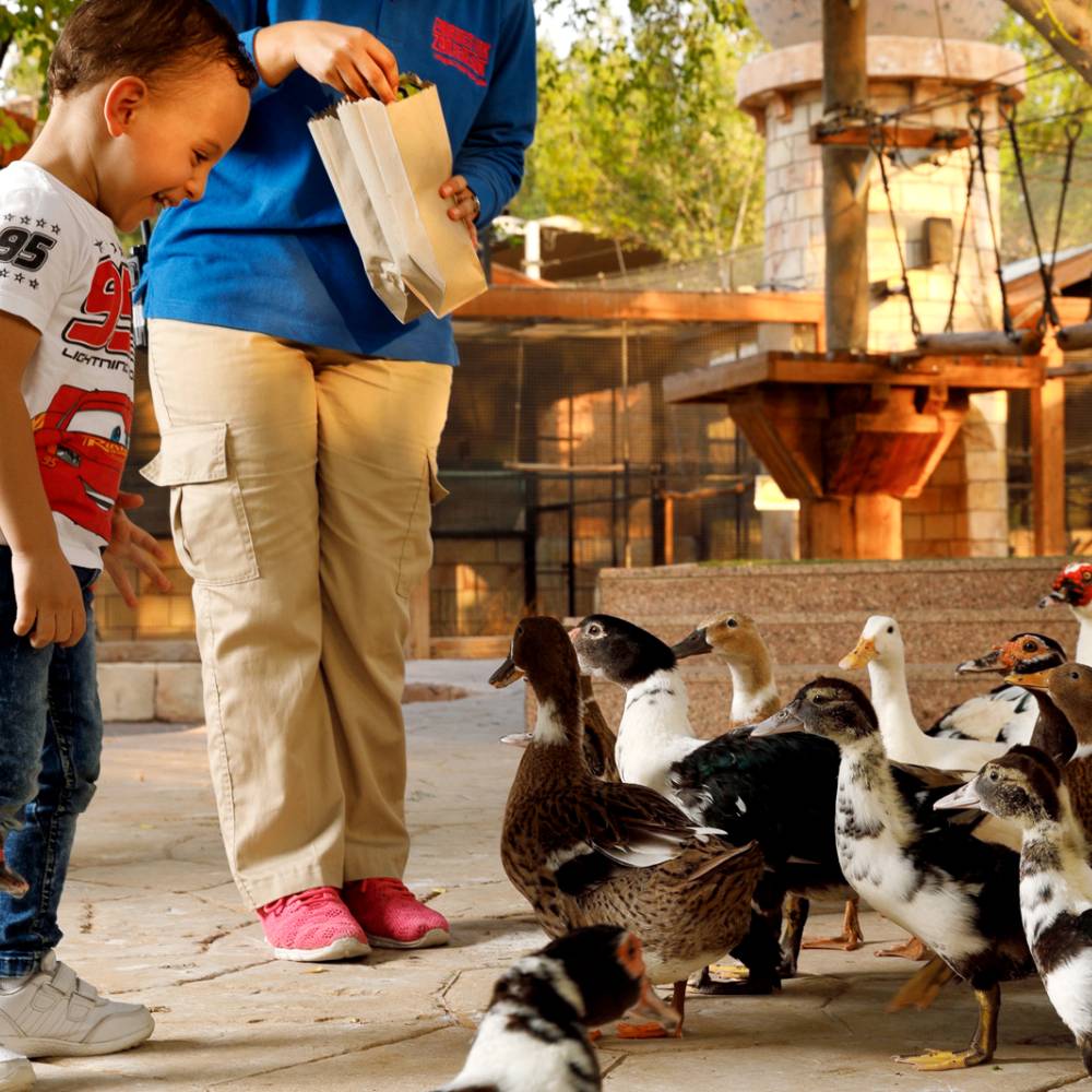 Duck Feeding