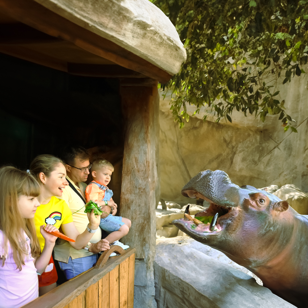 Hippo Feeding