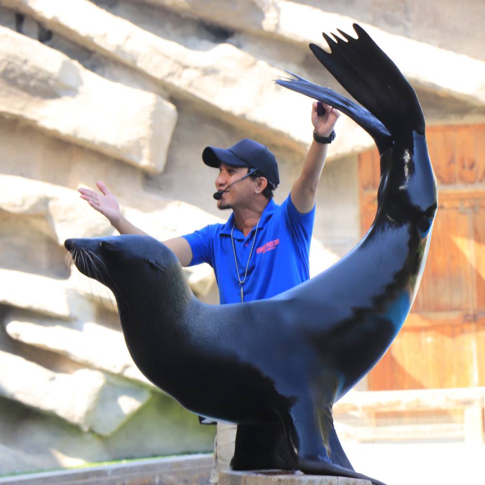 Sea Lion Presentation