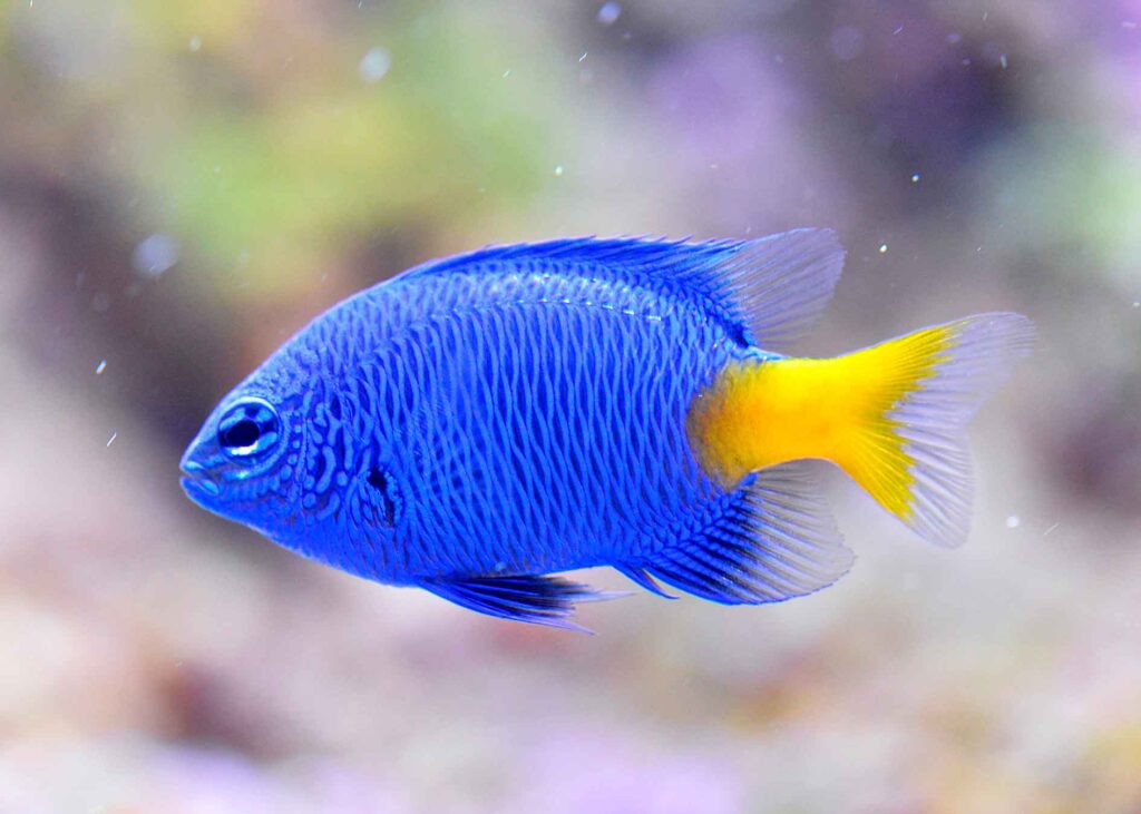 Goldtail Damselfish