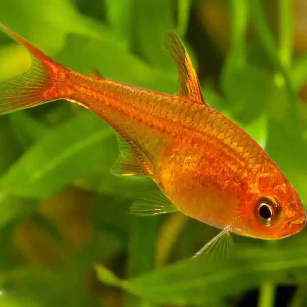 Ember Tetra