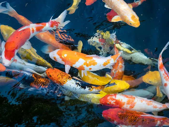 Japanese Koi