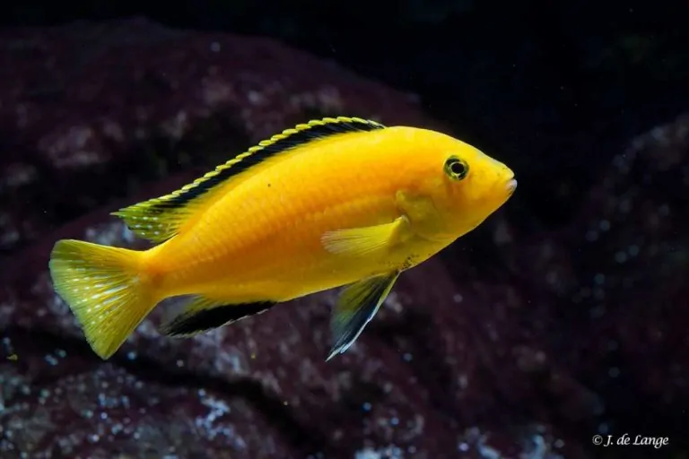Electric Yellow Cichlid