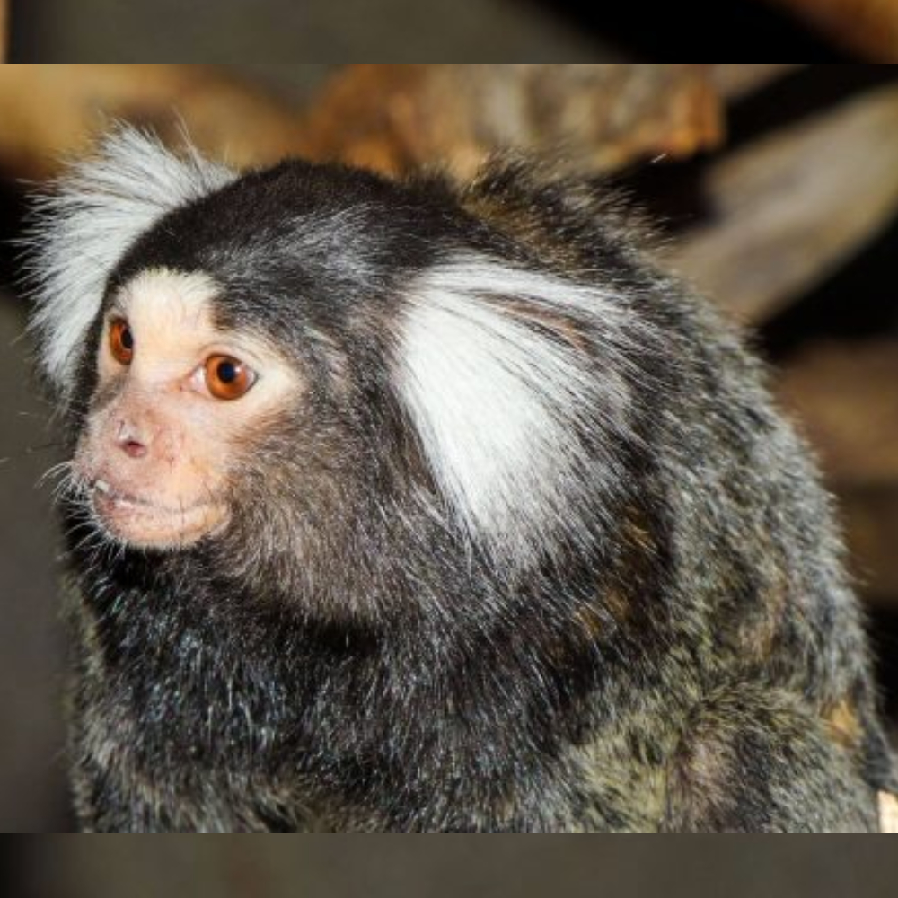 Common Marmoset