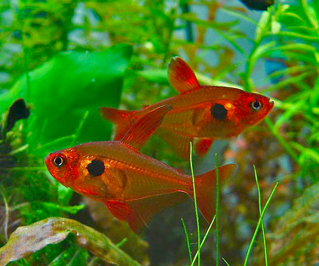 Red Phantom Tetra