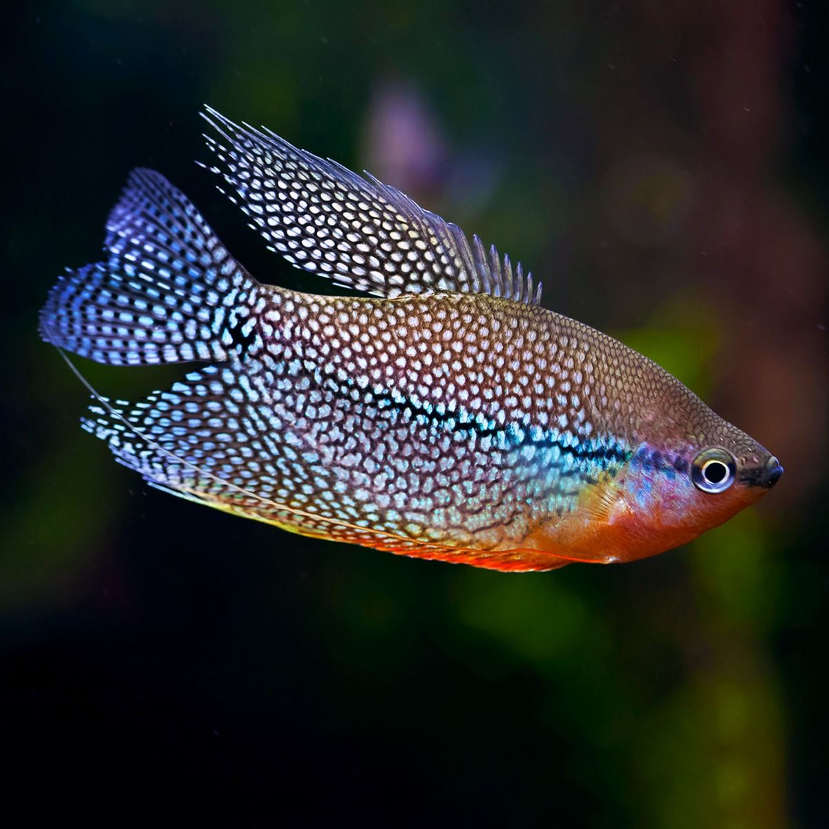 Pearl Gourami