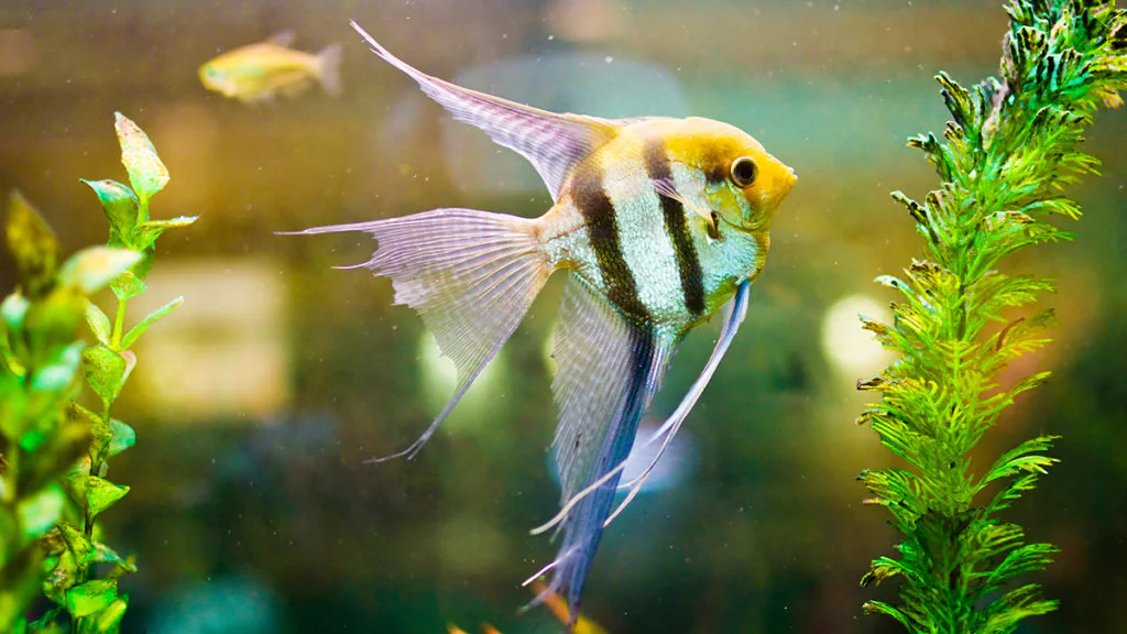 Freshwater Angel Fish