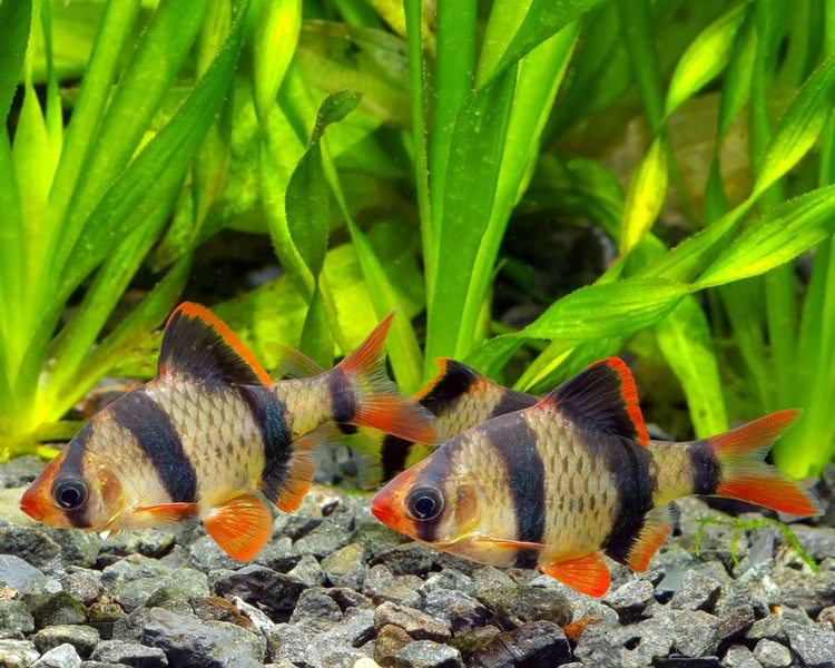 Tiger Barb