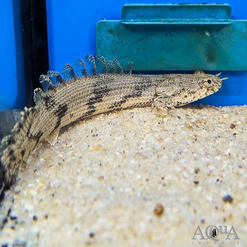Tiger Bichir