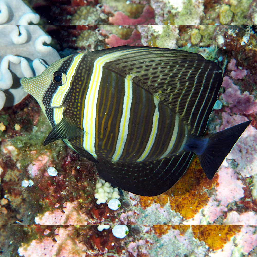 Sailfin Tang