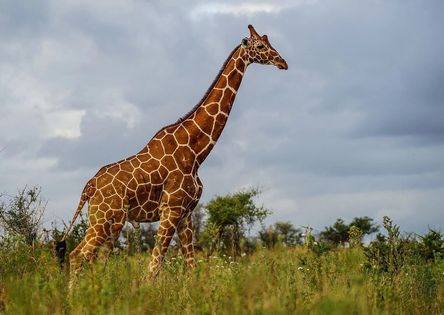 Reticulated Giraffe