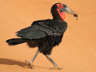 Southern Ground Hornbill