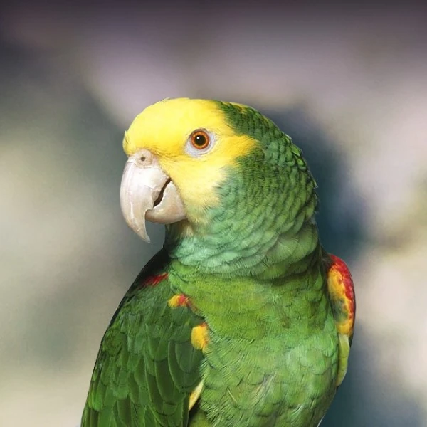 Yellow Headed Amazon