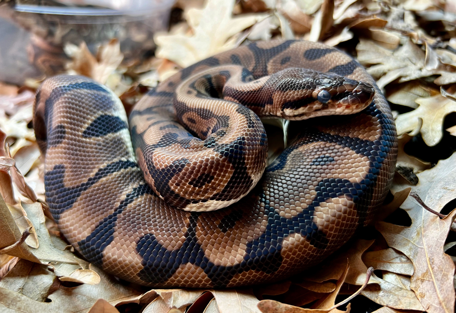 Ball Python