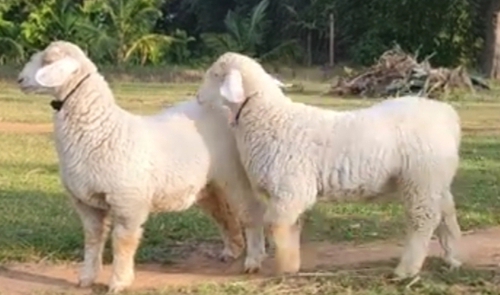 Bannur Sheep