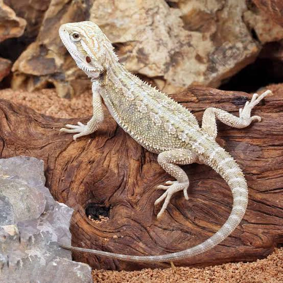 Bearded Dragon