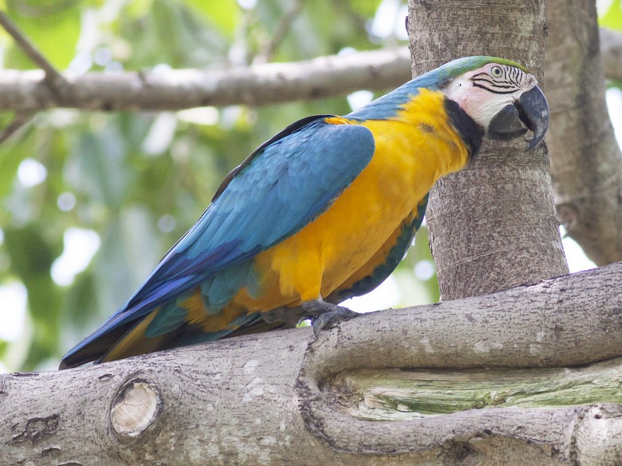 Blue and Yellow Macaw