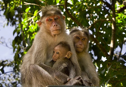 Bonnet Macaque