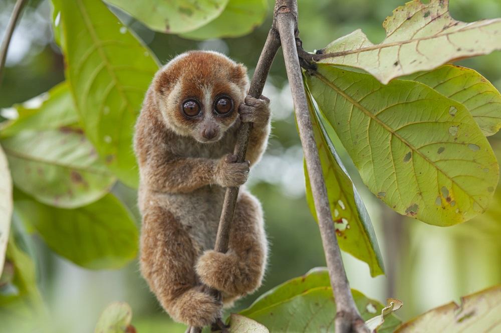 Sunda Slow Loris