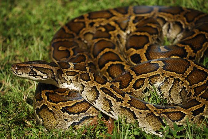 Burmese python