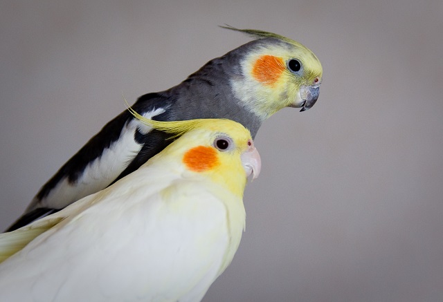 Cockatiels