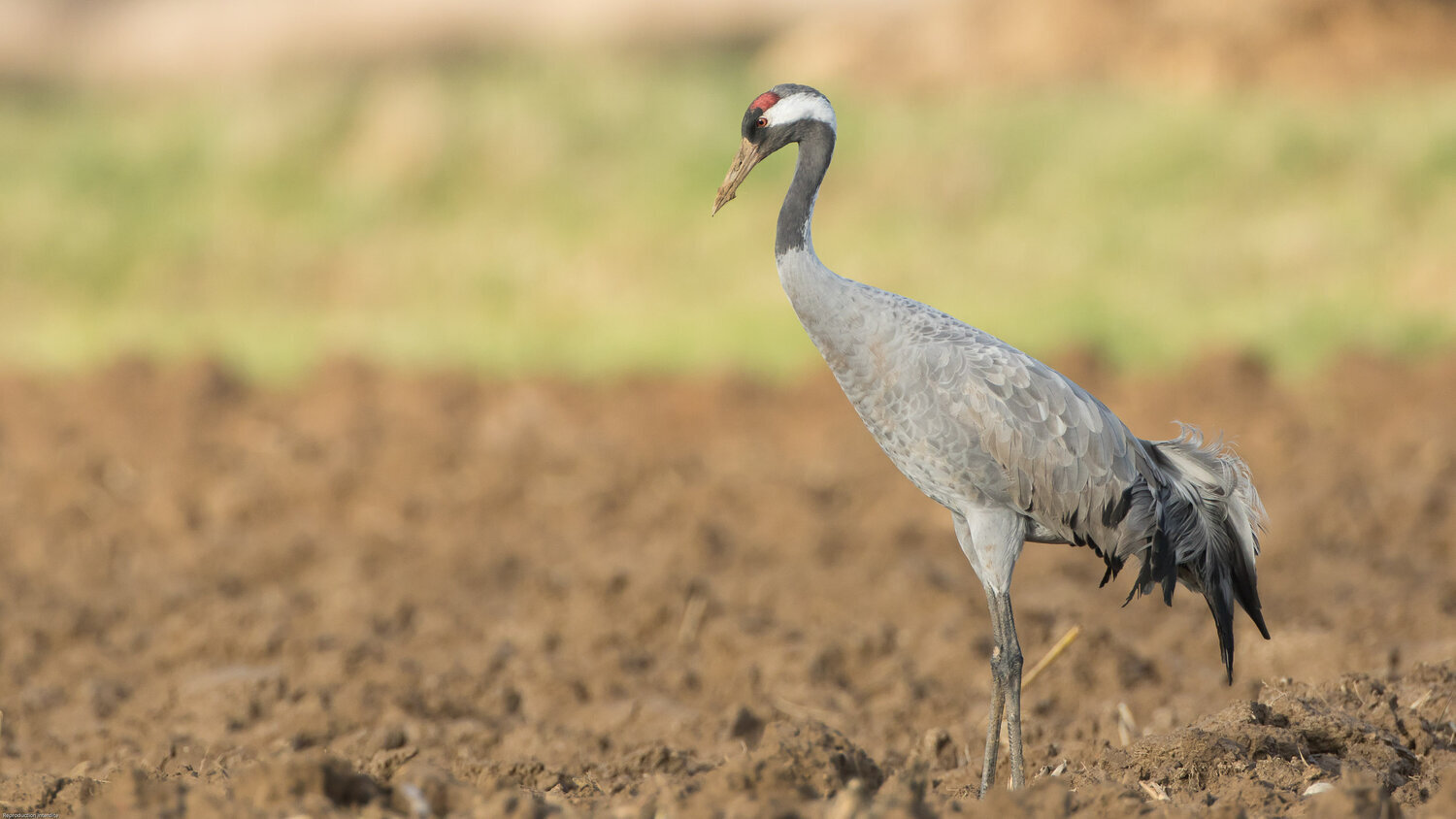 Common Crane