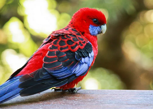 Crimson Rosella 