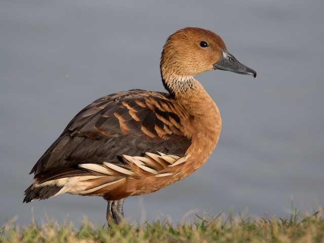 Fulvous Whistling Ducks
