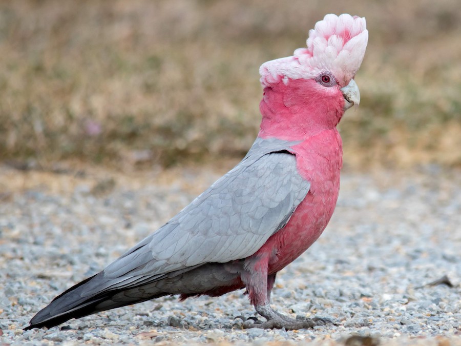 Galah Cockatoo