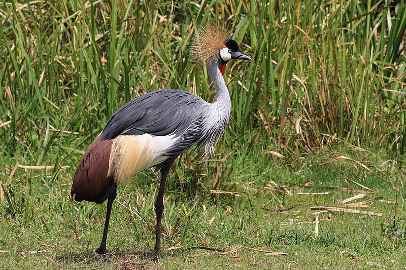 Crowned Crane