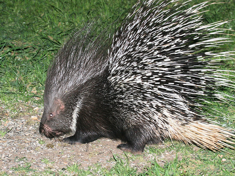 Indian Crested Porcupine