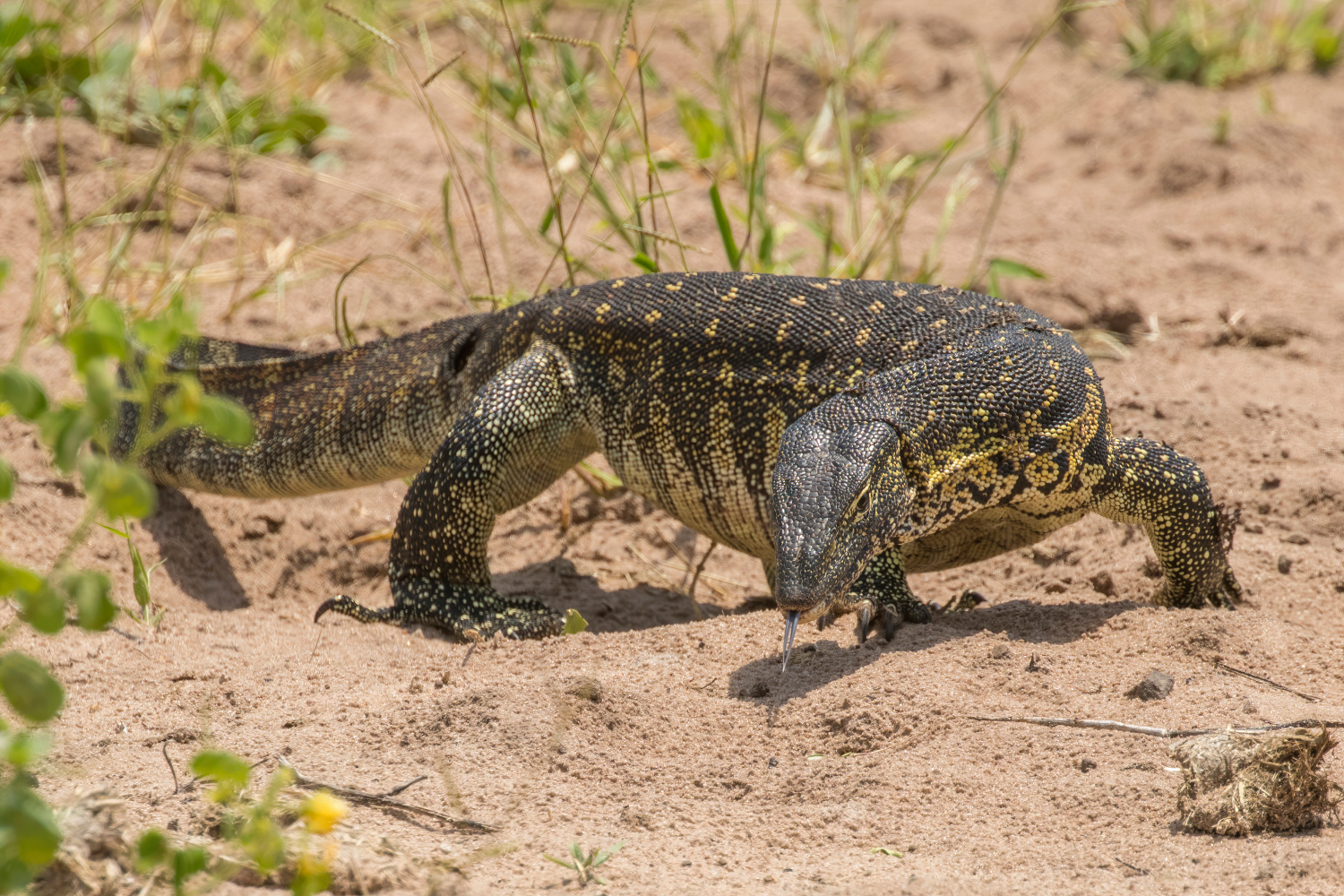 Nile Monitor
