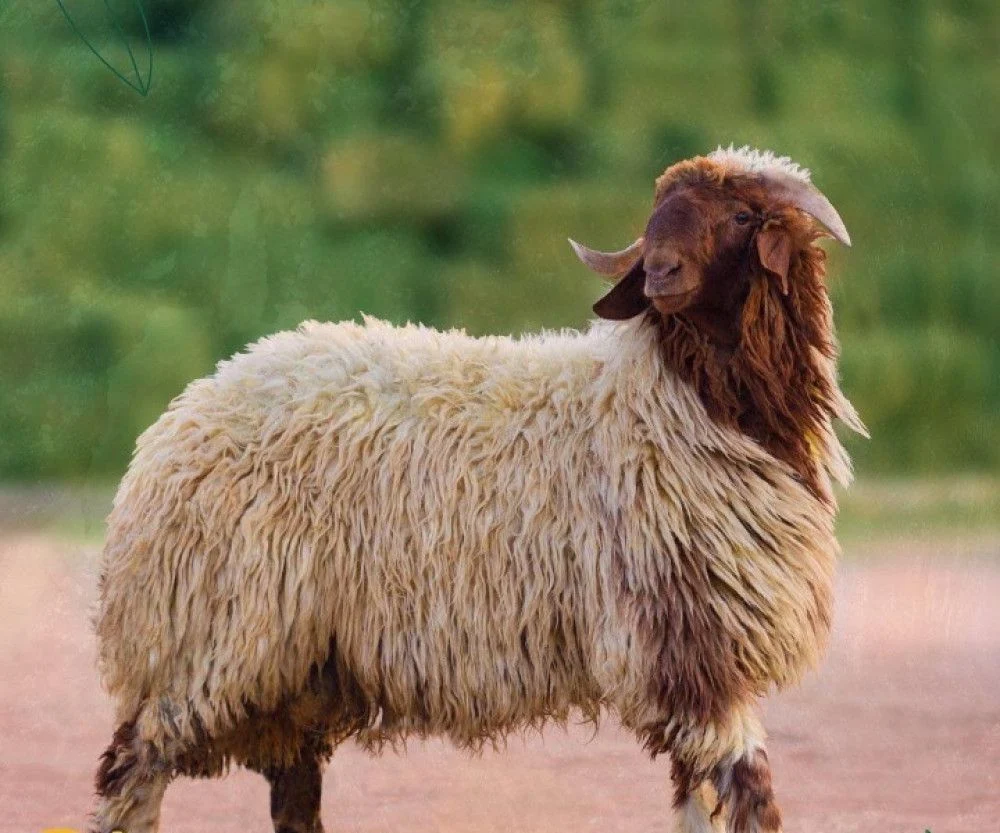 Nuami Sheep