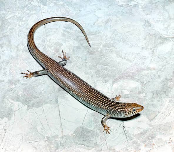 Oscillated Skink