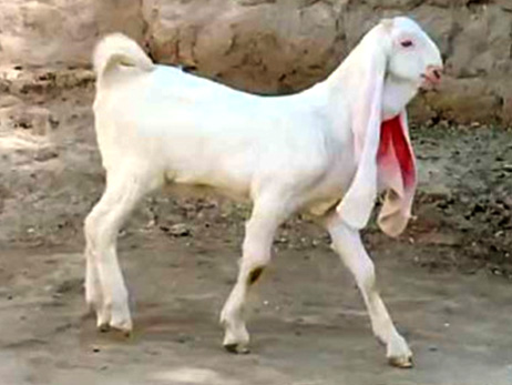 Pakistani Goat 
