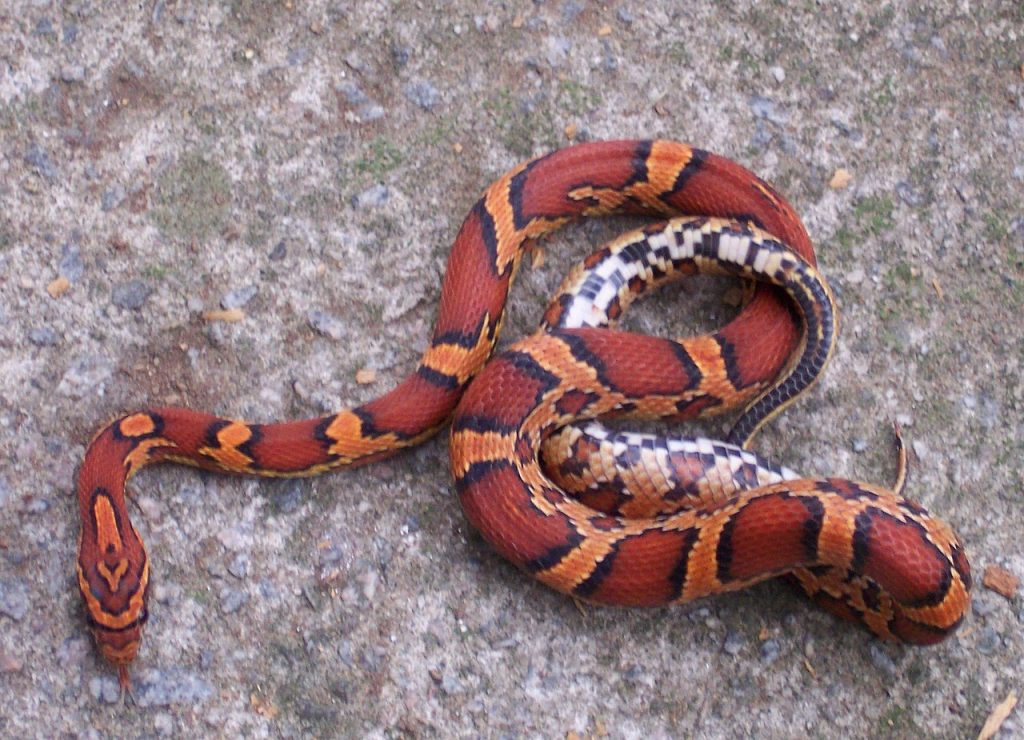 Corn Snake