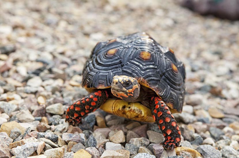 Red Footed Tortoise