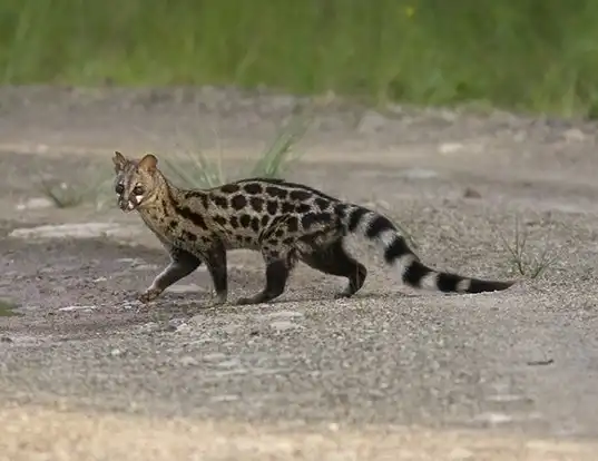 Small Spotted Genet