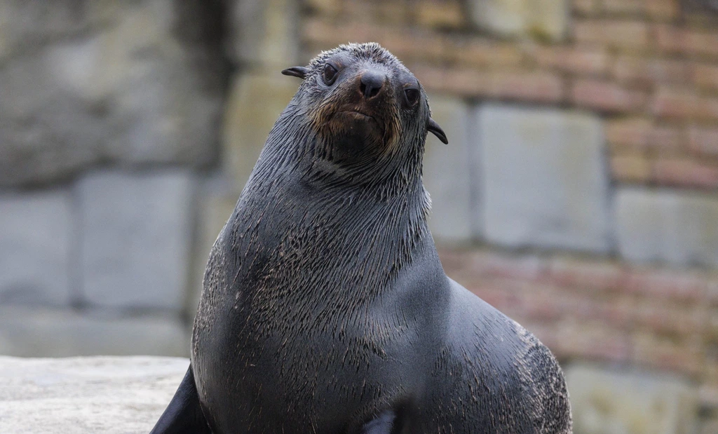 South African Fur Seal