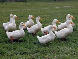 White Pekin Duck