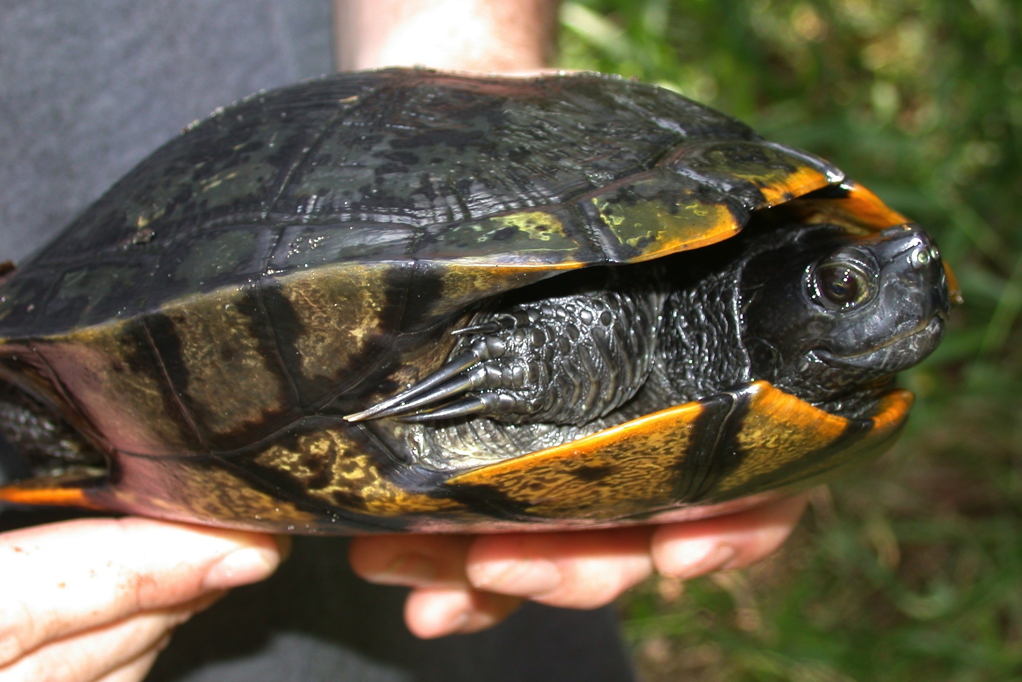 Yellow Bellied Slider