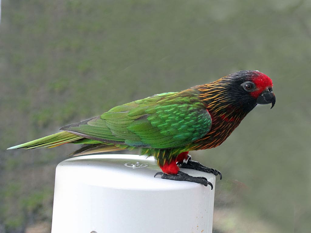 Yellow Streaked lory