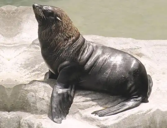 South American Fur Seal
