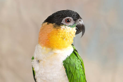 Black Headed Caique