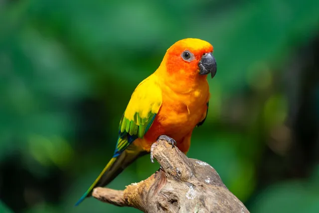 Sun Conure