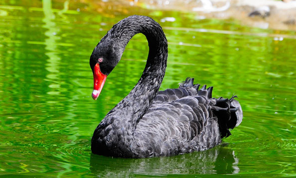 Black Swan
