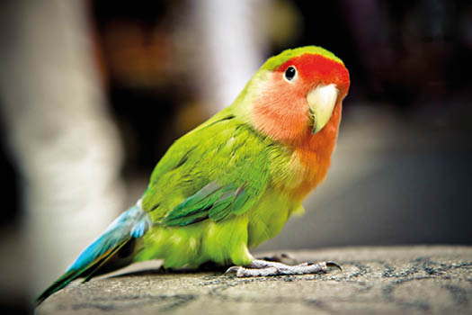 Peach-faced  Lovebird
